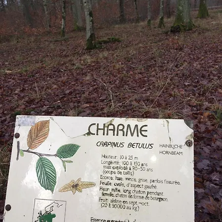 Maison Spacieuse Et Accueillante A + Jardin * Cirey-sur-Vezouze